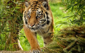 Tigre di Sumatra