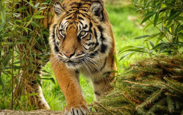 Tigre di Sumatra