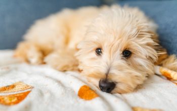 Cucciolo leggero e soffice su una coperta, che guarda con calma la telecamera.
