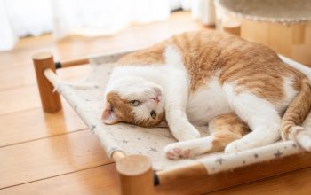 Quando il gatto è davvero diventato “domestico”