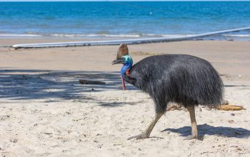Casuario dal corpo nero e testa colorata cammina su una spiaggia.