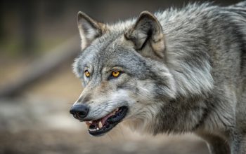 Lupo grigio con occhi gialli che mostra i denti, in piedi nella pianura.