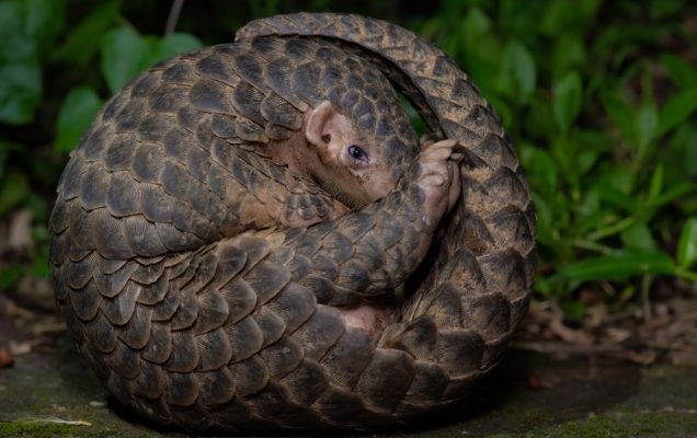 Pangolino rannicchiato in una palla, con le squame visibili e foglie verdi alle spalle.