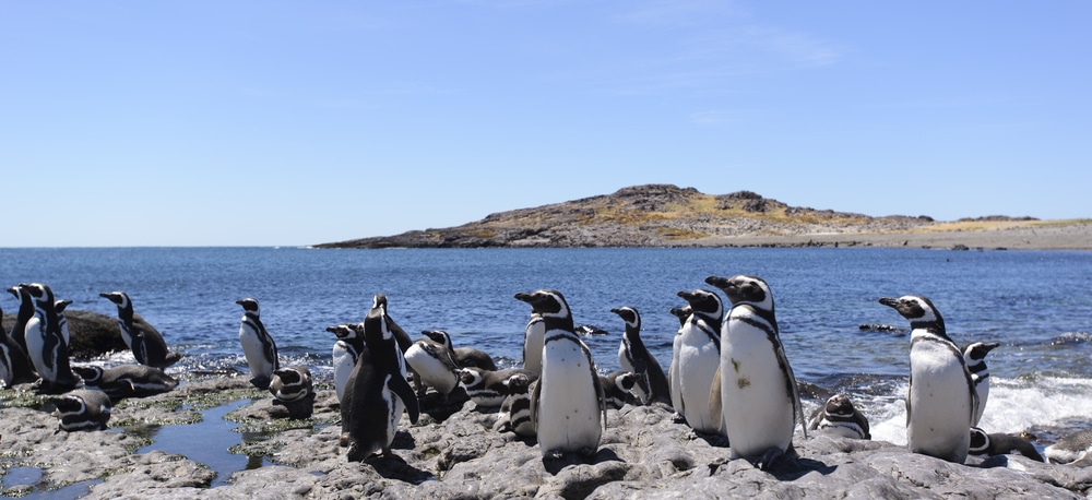 Pinguini in piedi sulla riva rocciosa, con l'oceano e l'isola alle spalle.