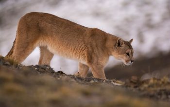 Un puma abbronzato cammina su un pendio erboso, le colline innevate si confondono dietro di lui.