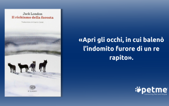 Copertina de Il richiamo della foresta: lupi, neve, blu, citazione italiana.