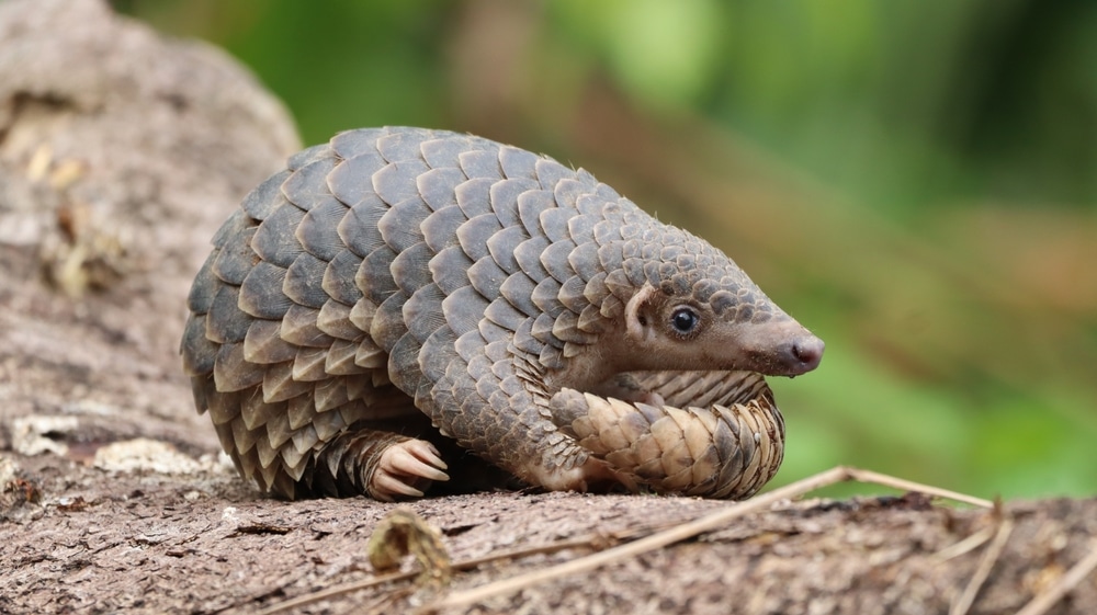 Pangolino raggomitolato su un albero, squame visibili, sfondo verde sfocato.