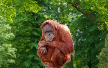 Orangutan seduto su un palo, a braccia conserte, in mezzo a un fitto fogliame verde.