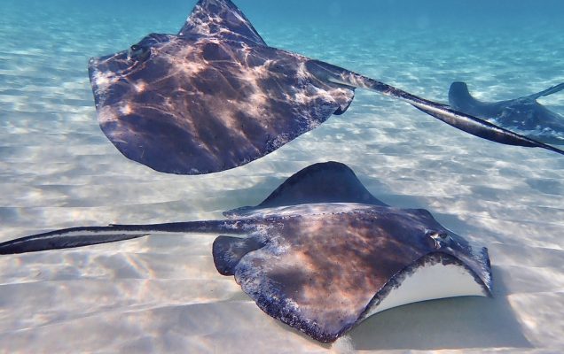 Le razze scivolano sui fondali sabbiosi in acque limpide e illuminate dal sole.