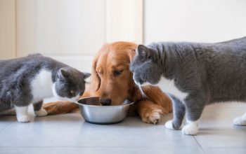 Un cane e due gatti mangiano insieme del cibo per animali da una ciotola di metallo.