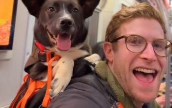 Uomo sorridente con occhiali, cane in zaino su autobus: adozioni gioia.