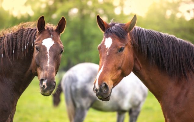 Due cavalli marroni con segni bianchi sono vicini in un campo erboso.