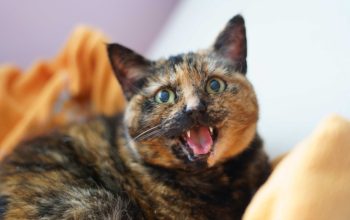 Gatto tartarugato sulla coperta, bocca aperta, occhi verdi che brillano.
