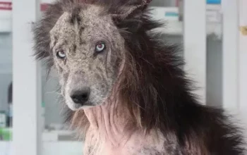 Cane con pelo a chiazze, pelle secca e occhi azzurri sta in casa.