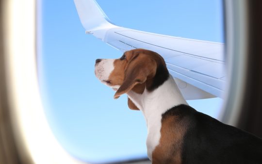 Beagle guarda dal finestrino dell'aereo, il cielo e le ali sono visibili; viaggiare con stile.