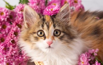 Gatto calico con fiore rosa siede tra i fiori, fissando la telecamera.