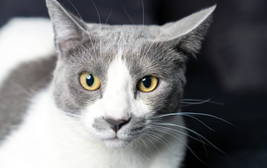 Gatto grigio e bianco con occhi gialli che fissa la telecamera.