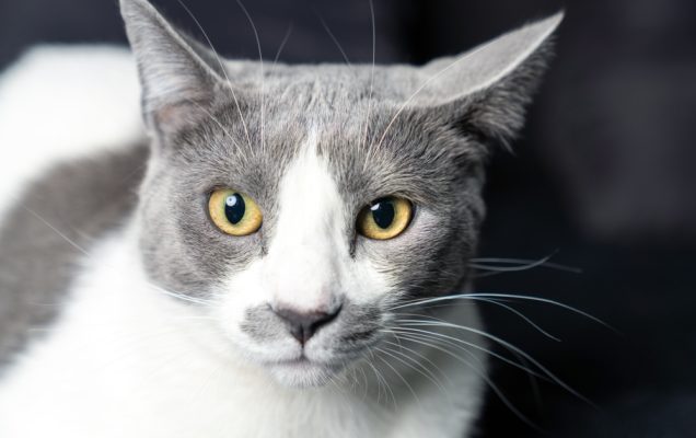 Gatto grigio e bianco con occhi gialli che fissa la telecamera.