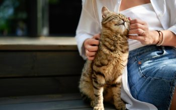 Una persona sui gradini gratta il mento del gatto felice mentre fa le fusa.