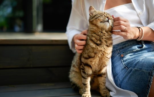 Una persona sui gradini gratta il mento del gatto felice mentre fa le fusa.